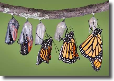 Inspiring Butterfly Cocoon Story