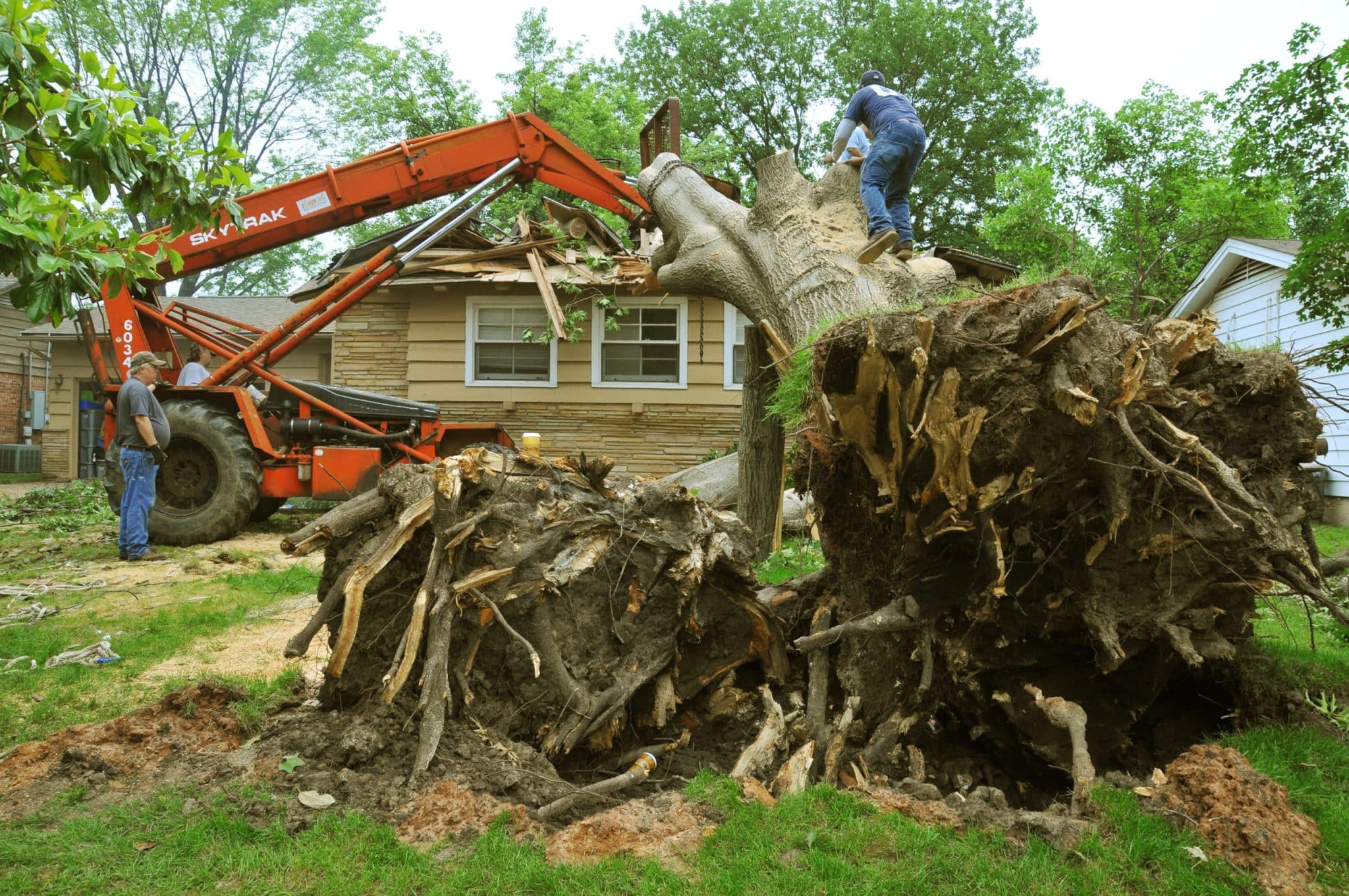 tree stump grinding service​