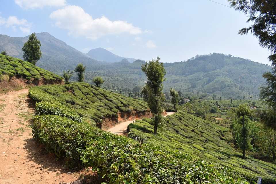 Munnar winter guide