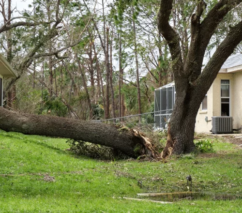 emergency tree removal