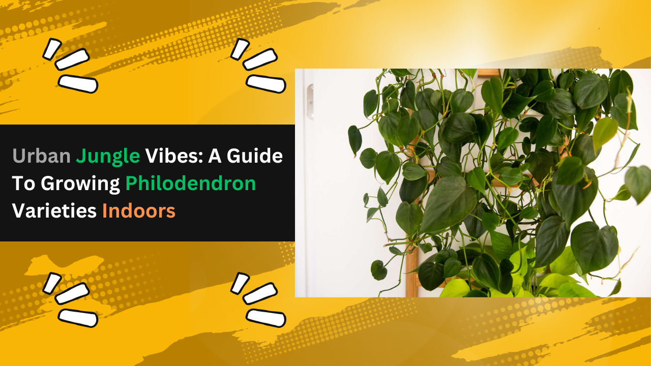 Philodendron