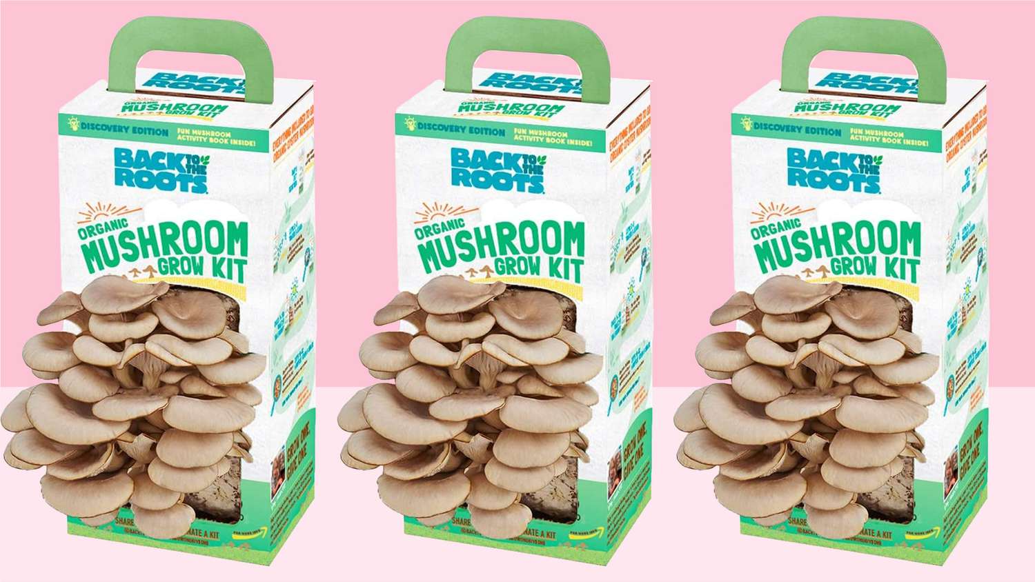 Premium Mushroom Boxes for Fresh & Secure Packaging