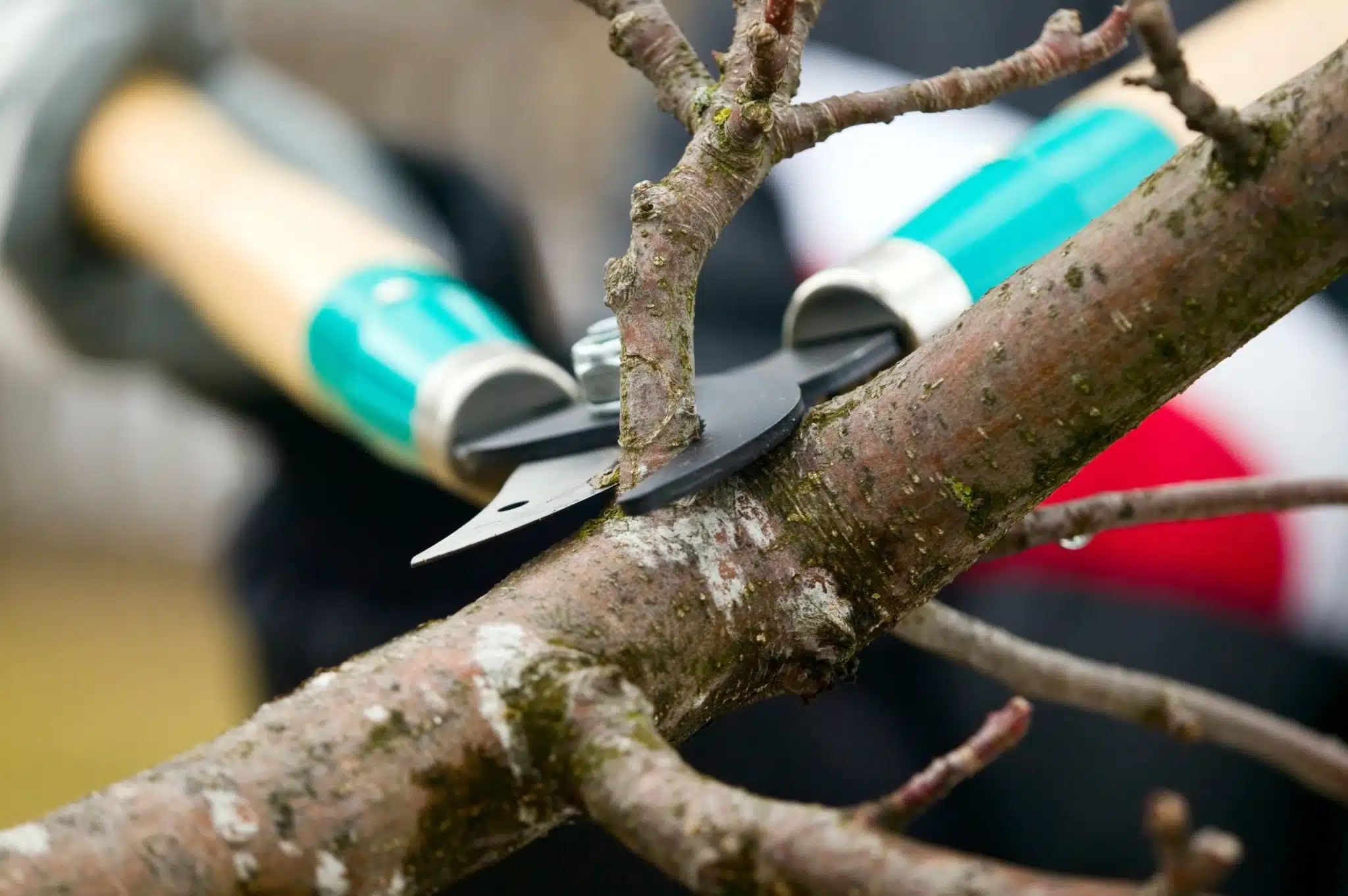 Tree Stump Removal Service