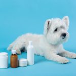 dog coat supplement