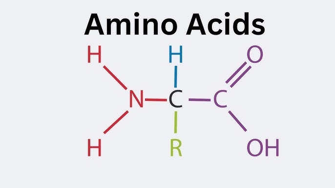 amino-acid