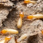 termite treatment cost