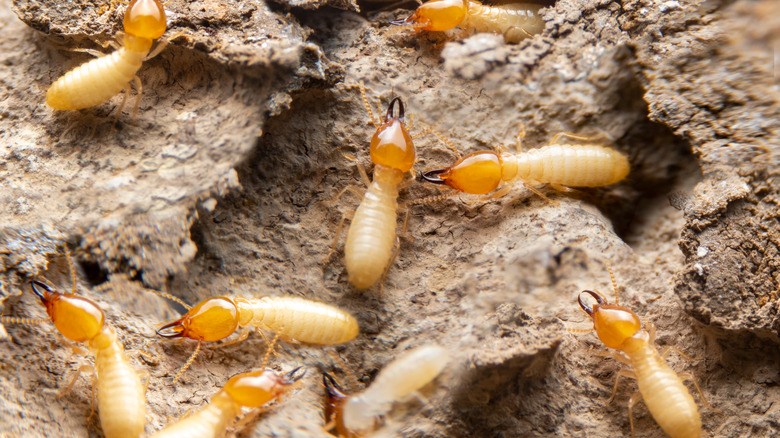 termite treatment cost