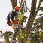 What is Tree Pruning and Why is it Important?