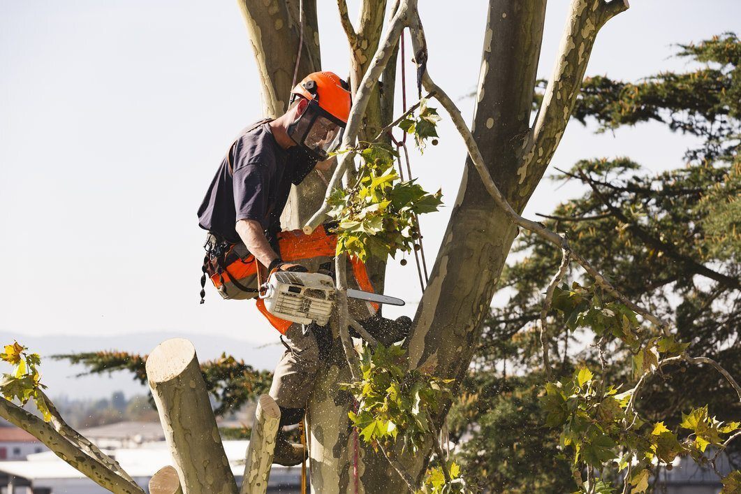 What is Tree Pruning and Why is it Important?