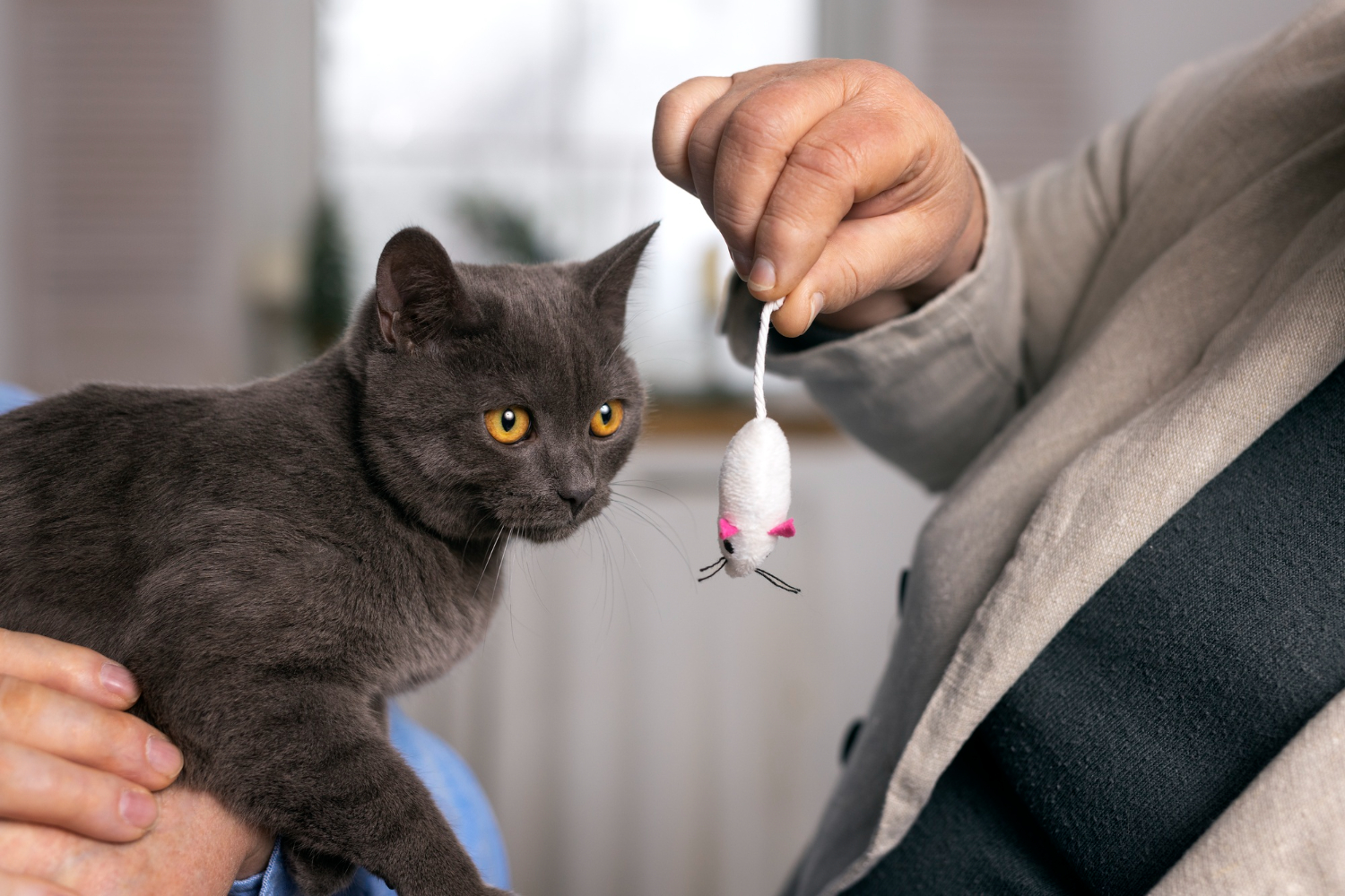 cat with mouse toy