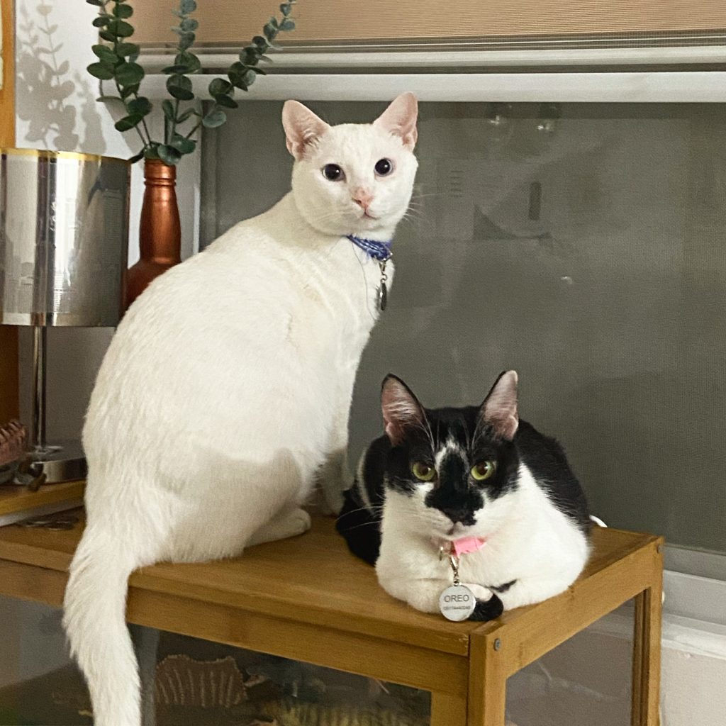 My cats, April Boi and Oreo