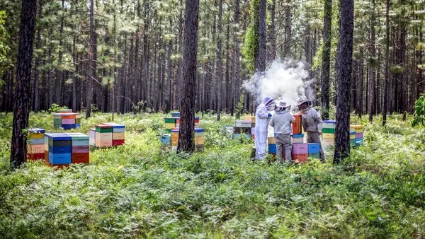 What Types of Tupelo Trees Produce Tupelo Honey?