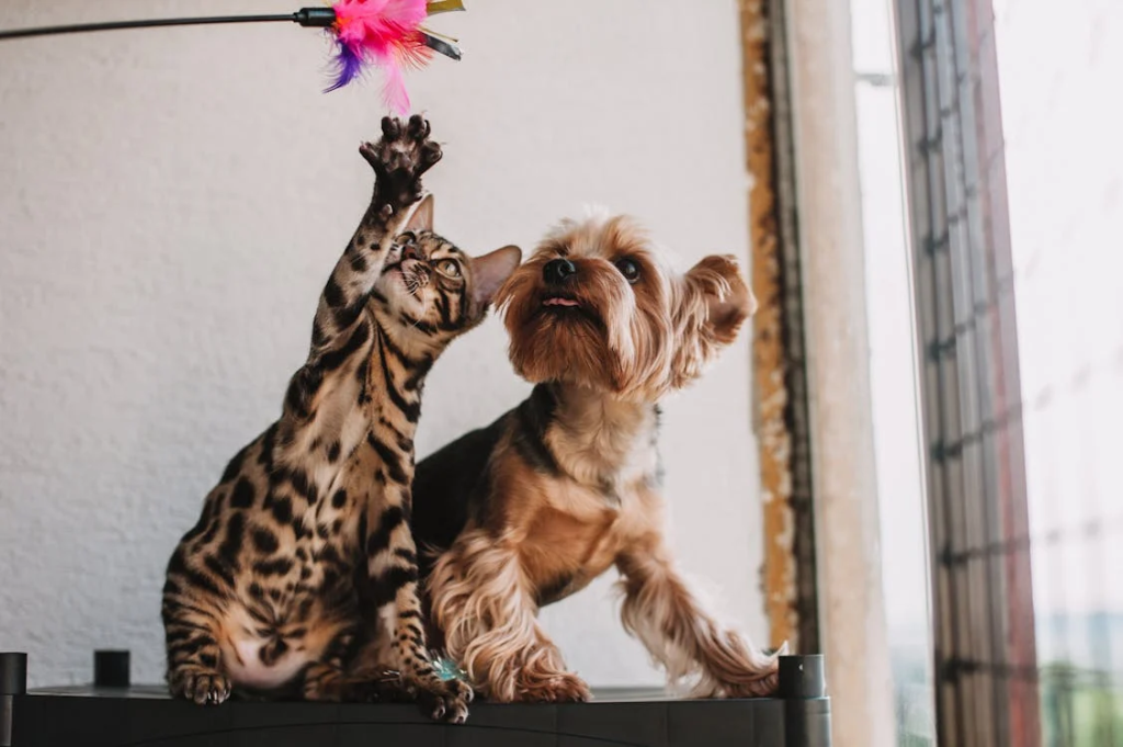 cat and dog happy