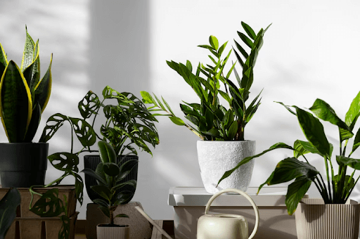 How to Choose the Right Plant Pots Online: A Guide to Size, Material, and Drainage