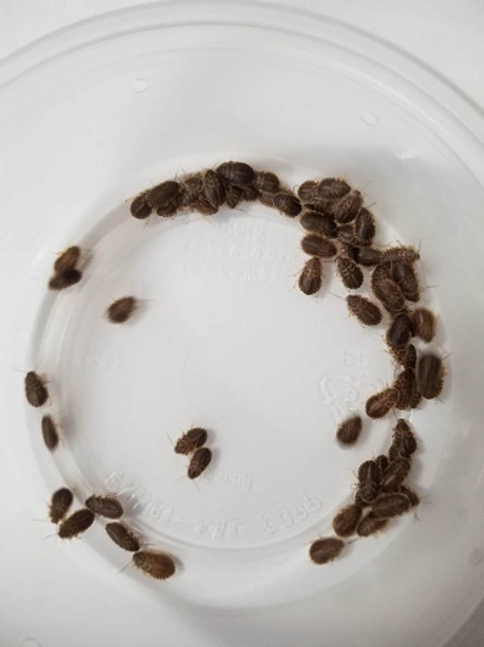 How Dubia Roaches Are Low-Maintenance Live Feeder Insects